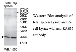 Anti-RAB37 Antibody