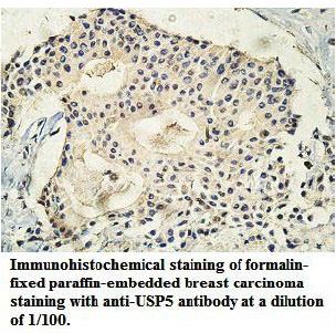 Anti-USP5 Antibody