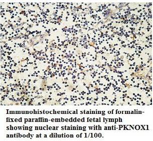 Anti-PKNOX1 Antibody