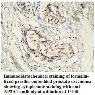 Anti-AP2A1 Antibody