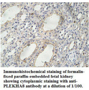 Anti-PLEKHA8 Antibody
