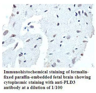 Anti-PLD3 Antibody