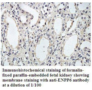 Anti-ENTPD1 Antibody