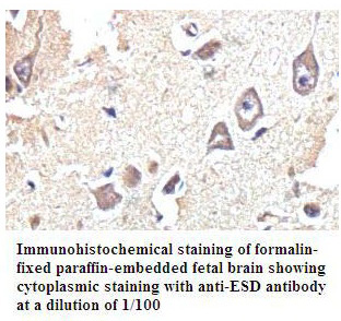 Anti-ESD Antibody