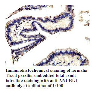 Anti-ANUBL1 Antibody