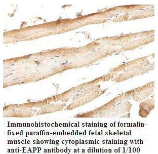 Anti-EAPP Antibody