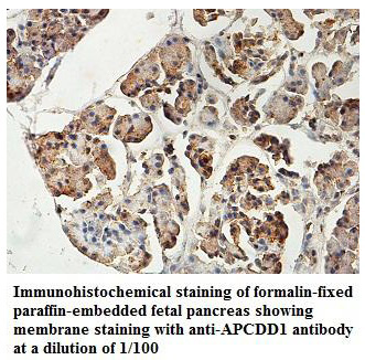 Anti-APCDD1 Antibody