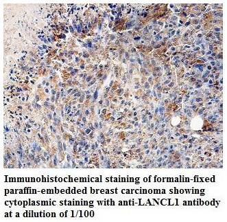 Anti-LANCL1 Antibody