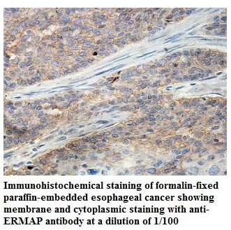 Anti-ERMAP Antibody
