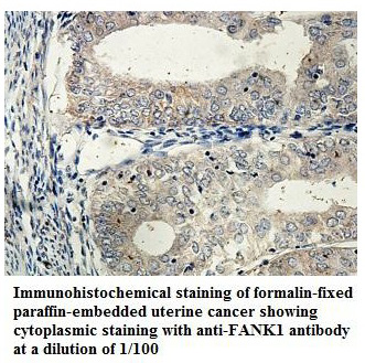 Anti-FANK1 Antibody