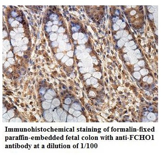 Anti-FCHO1 Antibody