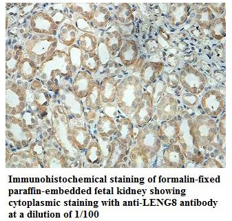 Anti-LENG8 Antibody
