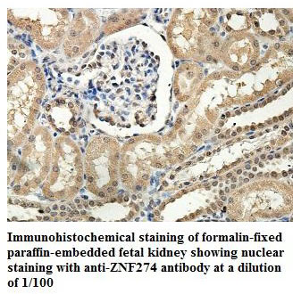 Anti-ZNF274 Antibody