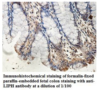 Anti-LIPH Antibody