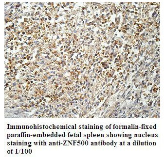Anti-ZNF500 Antibody