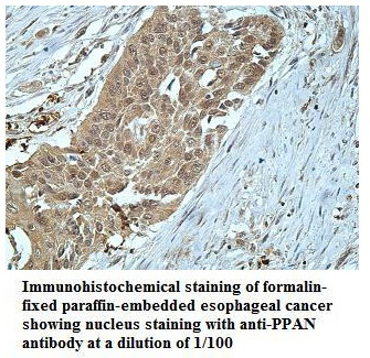 Anti-PPAN Antibody