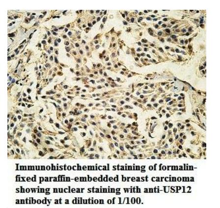 Anti-USP12 Antibody