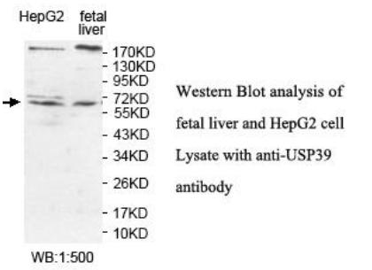 Anti-USP39 Antibody