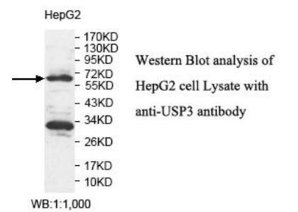 Anti-USP3 Antibody