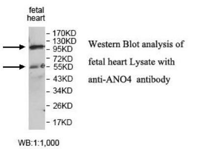 Anti-ANO4 Antibody
