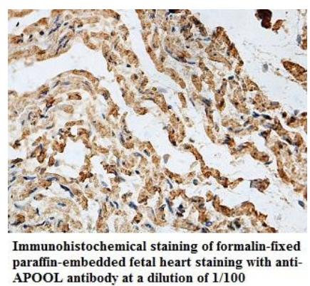 Anti-APOOL Antibody