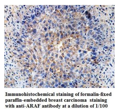 Anti- ARAF Antibody
