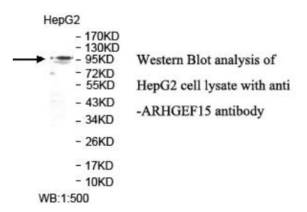 Anti-ARHGEF15 Antibody
