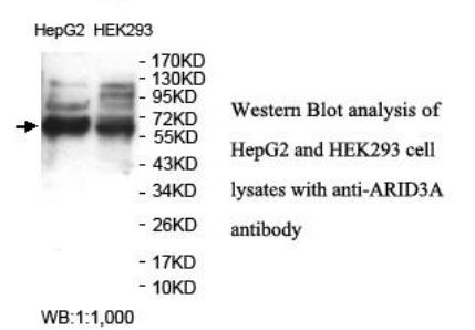 Anti-ARID3A Antibody