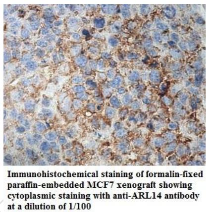 Anti-ARL14 Antibody