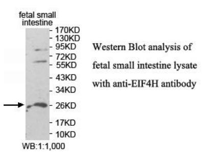 Anti-EIF4H Antibody