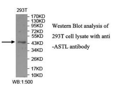 Anti-ASTL Antibody