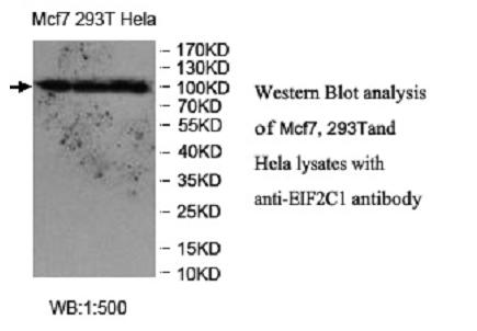 Anti-EIF2C1 Antibody