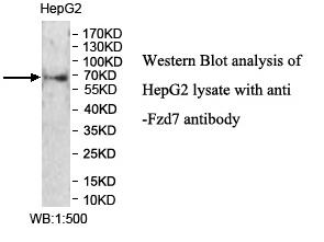 Anti-FZD7 Antibody