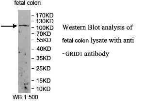 Anti-GRID1 Antibody