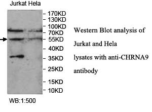 Anti-CHRNA9 Antibody