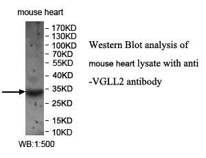 Anti-VGLL2 Antibody