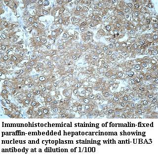 Anti-UBA3 Antibody
