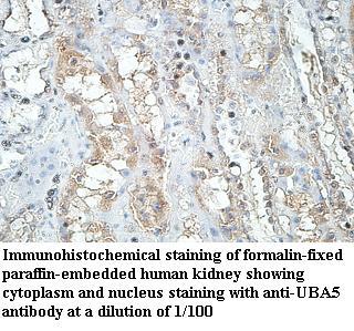 Anti-UBA5 Antibody