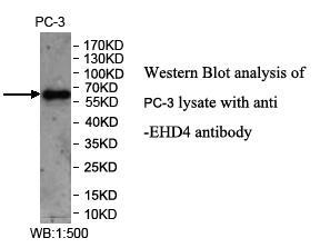 Anti-EHD4 Antibody