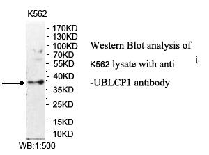 Anti-UBLCP1 Antibody