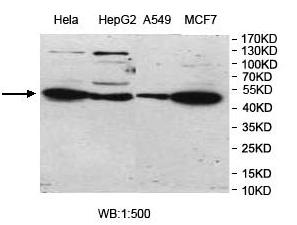 Anti-UBOX5 Antibody