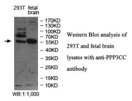 Anti-PPP3CC Antibody