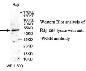 Anti-PREB Antibody