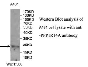 Anti-PPP1R14A Antibody