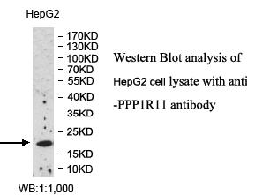 Anti-PPP1R11 Antibody