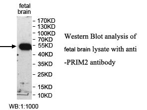 Anti-PRIM2 Antibody