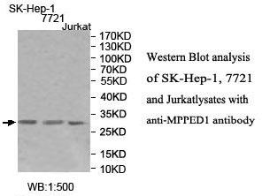 Anti-MPPED1 Antibody