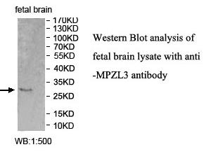 Anti-MPZL3 Antibody