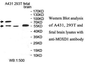 Anti-MOXD1 Antibody