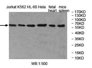 Anti-MOCS1 Antibody